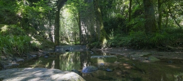 La forêt de Mervent et ses mystères...